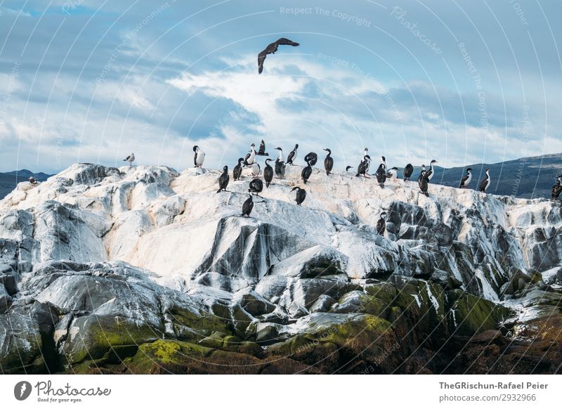 kormorane Tier Tiergruppe blau schwarz weiß Vogel fliegen Landen Felsen Wolken Schwarm Vogelkolonie tierra del fuego rau kalt Argentinien Südamerika Süden