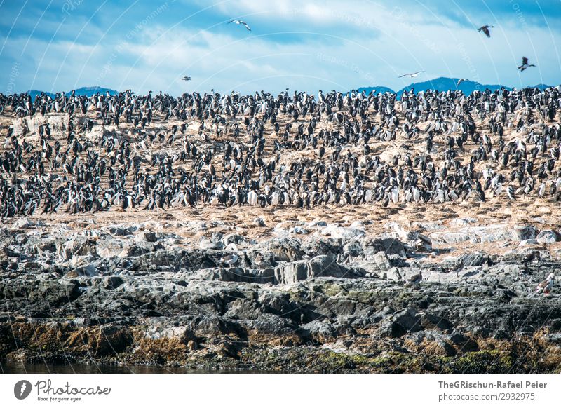 kormorane Umwelt Natur Tier Tiergruppe schwarz silber weiß Argentinien tierra del fuego Vogel Himmel Berge u. Gebirge Schwimmsport fliegen Felsen