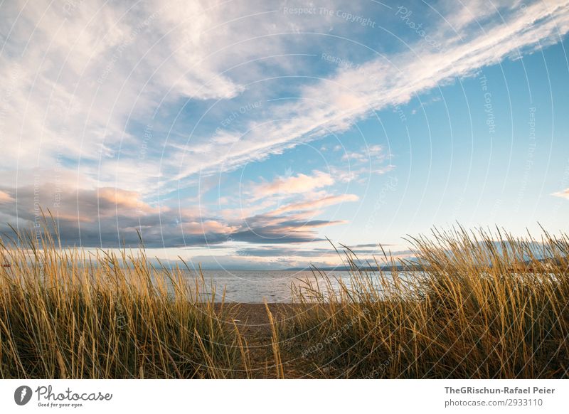 Punta Arenas Natur Landschaft blau gold Stimmung Sonnenuntergang Wolken Südamerika Chile Meer Strand Gras Farbfoto Außenaufnahme Menschenleer Textfreiraum unten