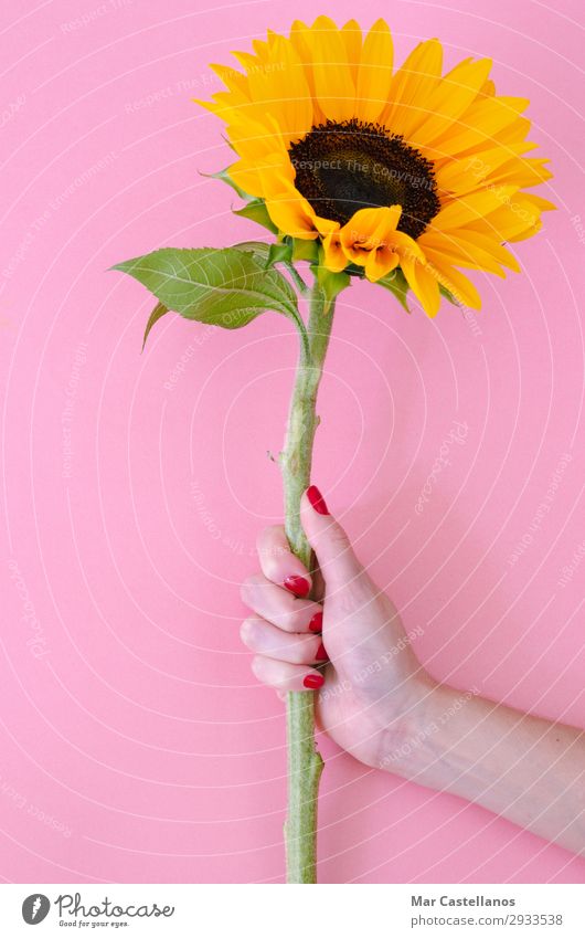 Sonnenblumenblume in Frauenhand auf rosa Hintergrund. Freude Dekoration & Verzierung Feste & Feiern Valentinstag Muttertag Geburtstag Gartenarbeit feminin