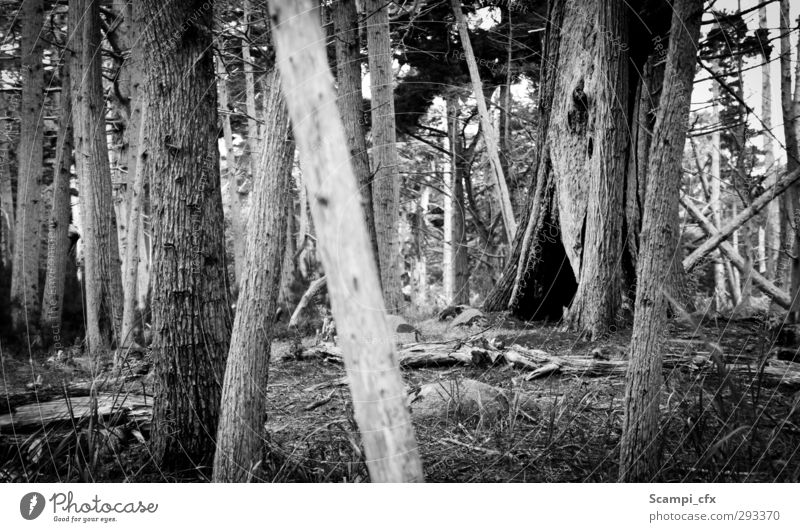 Baumhöhle Natur Urelemente Gras Sträucher Moos Wald entdecken dunkel gruselig Verschwiegenheit ruhig Weisheit Einsamkeit zeitlos Urzeit Loch Abenteuer Ewigkeit