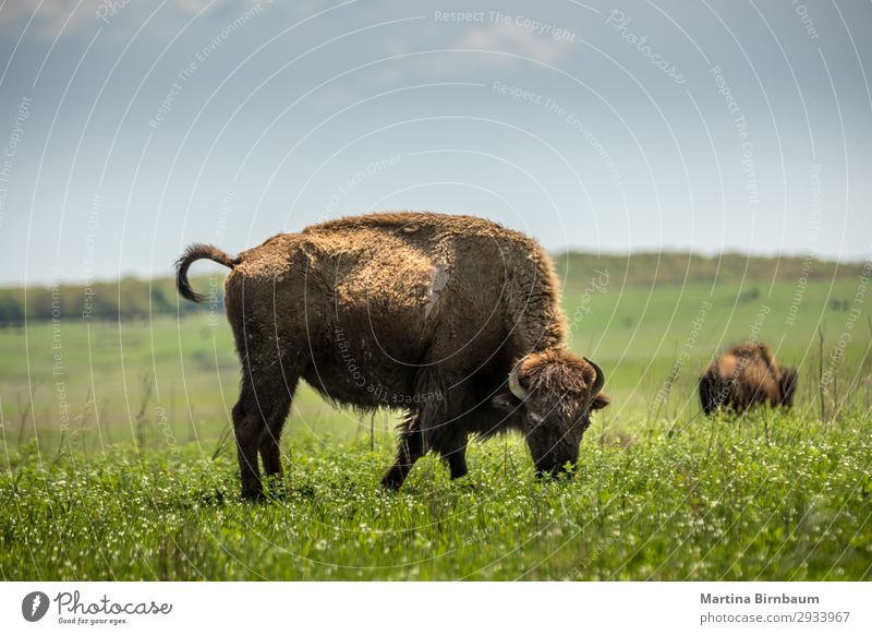 American bison American Oklahoma USA Sommer Natur springen gelb Nationalitäten u. Ethnien american animal artiodactyla Bison blm bovidae brown buffalo district
