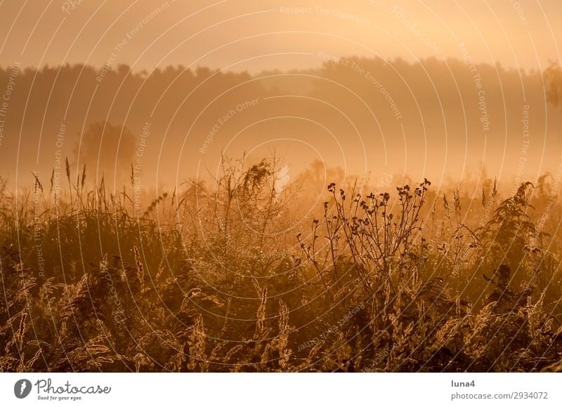 Frühnebel bei Sonnenaufgang ruhig Umwelt Natur Landschaft Herbst Wetter Nebel Baum Wiese Feld Wald gelb grün rot Stimmung Romantik Idylle Morgennebel Dunst