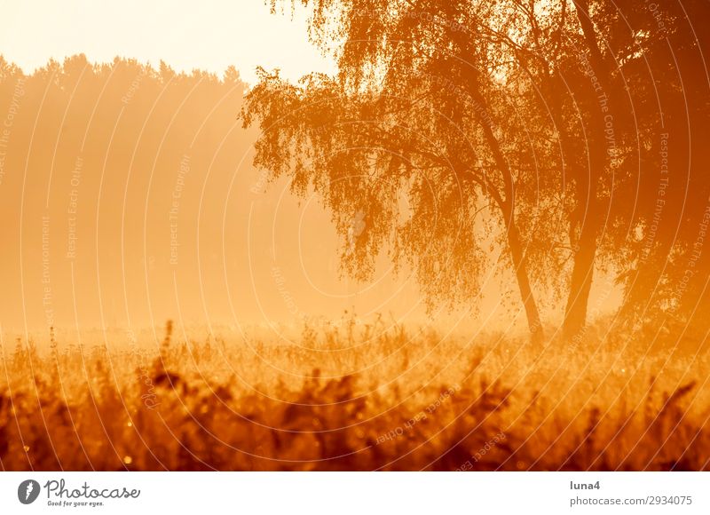 Frühnebel bei Sonnenaufgang ruhig Umwelt Natur Landschaft Herbst Wetter Nebel Baum Wiese Feld Wald gelb rot Stimmung Romantik Idylle Morgennebel Dunst Nebelbank