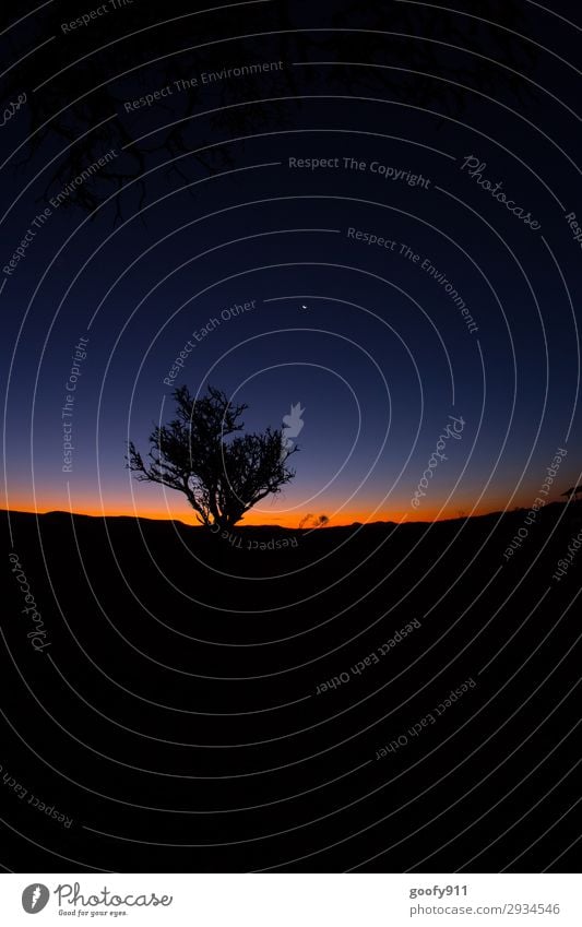 Abendstimmung Ausflug Abenteuer Ferne Freiheit Expedition Natur Landschaft Himmel Nachthimmel Sonnenlicht Wärme Dürre Baum Wüste entdecken glänzend