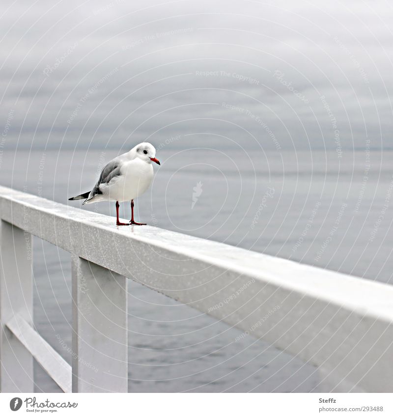 nun steh' ich hier und warte Möwe Wildvogel Ostsee Vogel Meeresvogel Wasser Horizont grauer Tag graues Licht schlechtes Wetter Regen Küste stehen warten