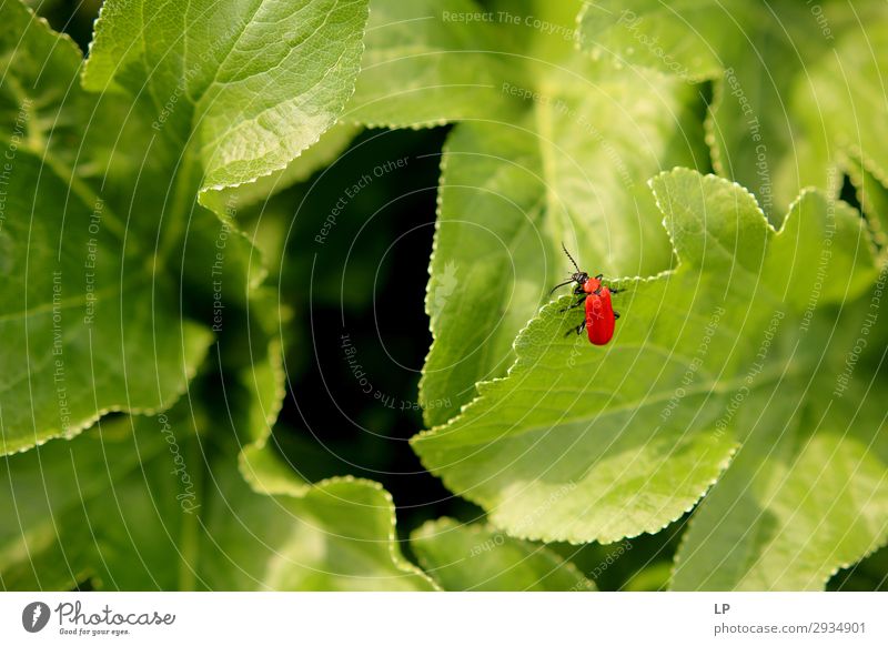 roter Käfer/grüne Blätter Lifestyle Freizeit & Hobby Umwelt Natur Gefühle Mut Tatkraft Leidenschaft Neugier Interesse Hoffnung Glaube Abenteuer Stress Beratung