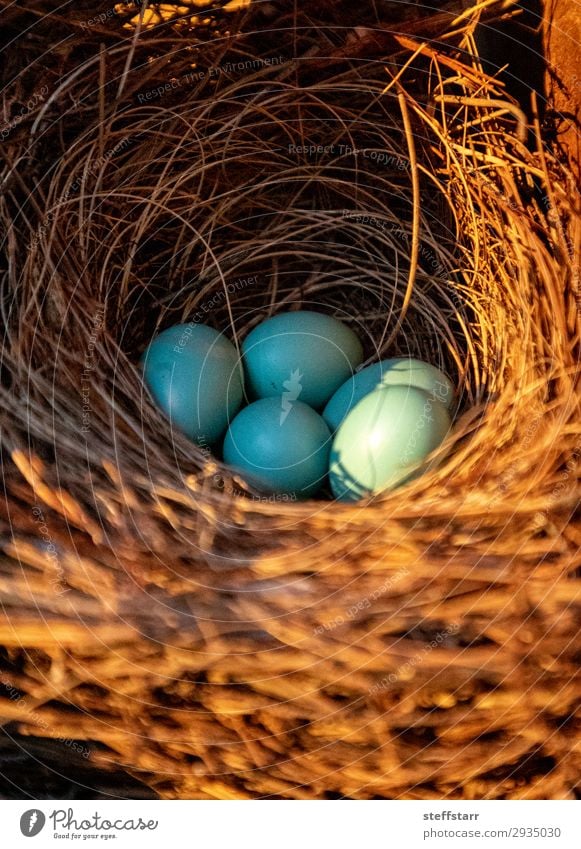 Blaue Eier eines östlichen Blauvogels Natur Tier Wildtier Vogel Schwarm Tierjunges blau braun Rotkehl-Hüttensänger Blaukehlchen blauer Vogel Drossel