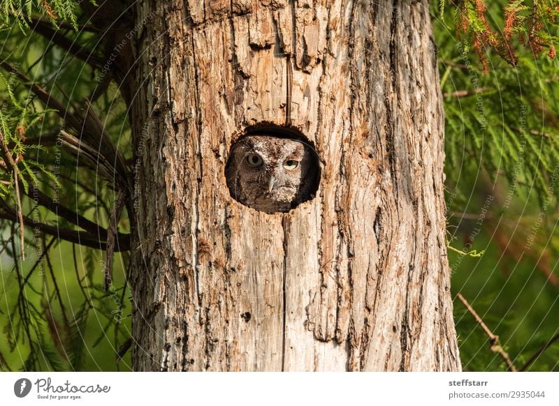 Eine östliche Kreischeule, die in einer Pinie sitzt. Natur Baum Tier Wildtier Vogel Tiergesicht 1 braun Östliche Kreischeule Waldohreule Megascops asio Raptor