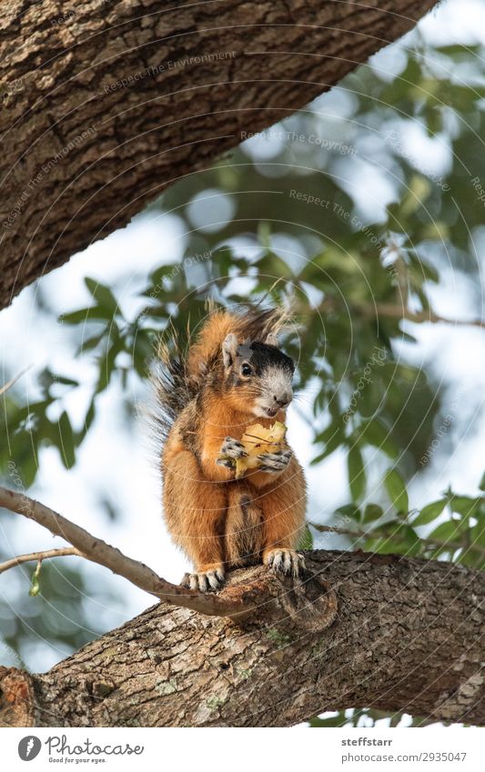 Südfüchse Eichhörnchen Sciurus niger Essen Natur Tier Baum Wildtier 1 sitzen lustig niedlich braun Fuchshörnchen Tierwelt Barsch unscharf wach wachsam