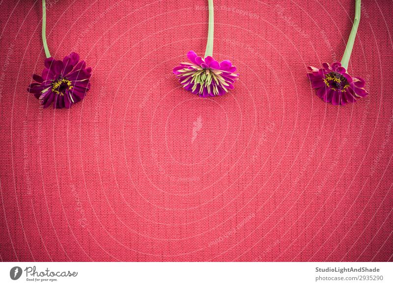 Drei Zinnien auf tiefroter Leinwand mit Kopierraum elegant Design schön Sommer Garten Gartenarbeit feminin Natur Pflanze Blume Blüte Stoff Blühend dunkel