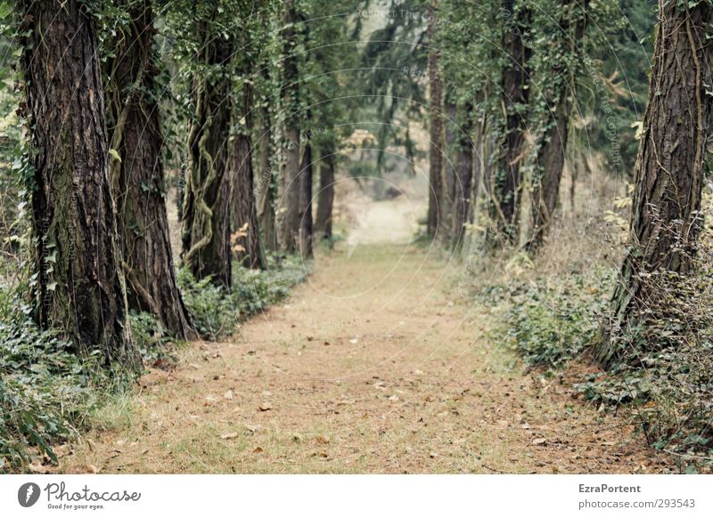 Avenue harmonisch Umwelt Natur Landschaft Pflanze Erde Herbst Baum Gras Sträucher Efeu Wald Verkehr Wege & Pfade Sand Holz ästhetisch natürlich schön braun grün