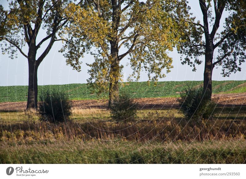 Nachgewächs Ferien & Urlaub & Reisen Insel Natur Landschaft Pflanze Herbst Baum Gras Sträucher Wiese Feld Wald Ostsee Kirchdorf Insel Poel