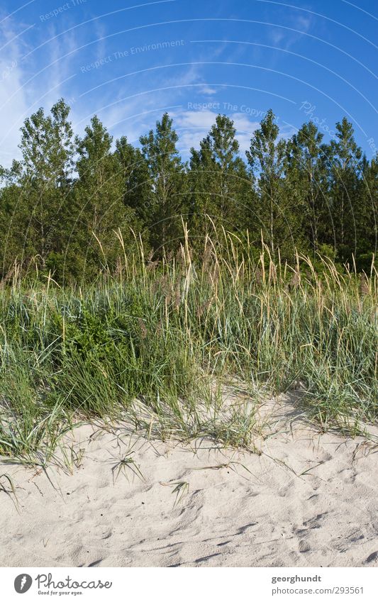 sogenannter Naturstrand Freizeit & Hobby Spielen Sommer Sommerurlaub Sonne Sonnenbad Strand Meer Insel Pflanze Baum Gras Sträucher Wiese Feld Wald Küste Ostsee