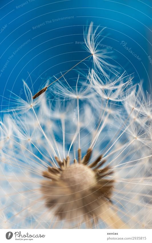 Pusteblume vor blauem Hintergrund Frühling Sommer Pflanze Löwenzahn Samen weich braun weiß leicht Schirm Schirmchen Detailaufnahme Textfreiraum oben