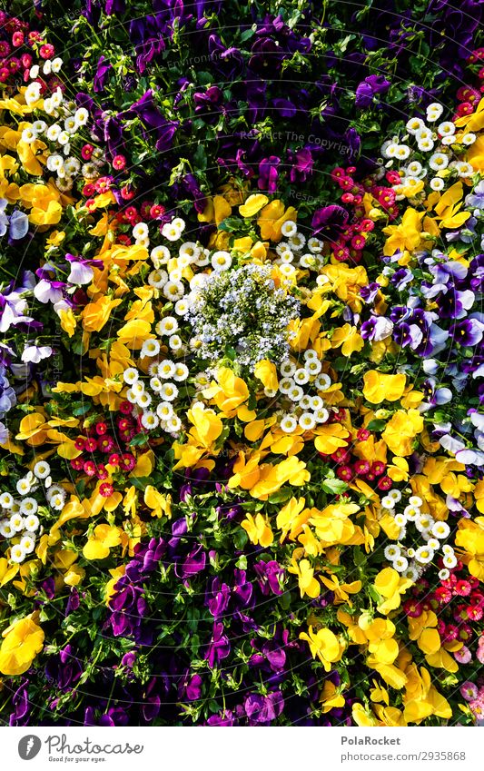#S# Flower Power Umwelt Natur Pflanze Blume ästhetisch schön Blumenwiese Beet mehrfarbig natürlich genießen Stiefmütterchen Stiefmütterchenblüte Frühling Sommer