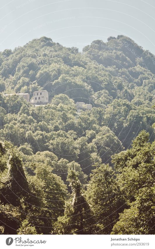 Korsika XXX Ferien & Urlaub & Reisen Abenteuer Ferne Freiheit Expedition Sommerurlaub Umwelt Natur Landschaft Pflanze Schönes Wetter Wald Hügel grün