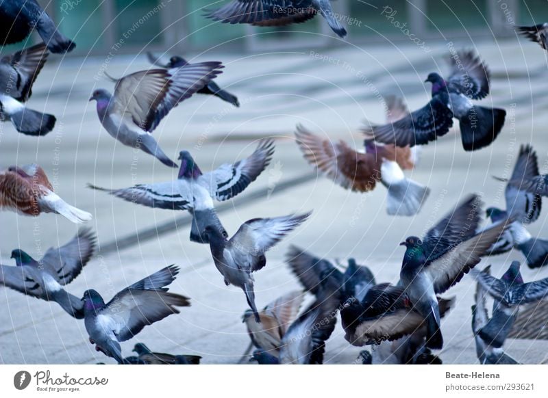 Hitchcock lässt grüßen Umwelt Winter Schönes Wetter Stadt Stadtzentrum Tier Vogel Taube Tiergruppe fliegen Fressen füttern warten Unendlichkeit verrückt