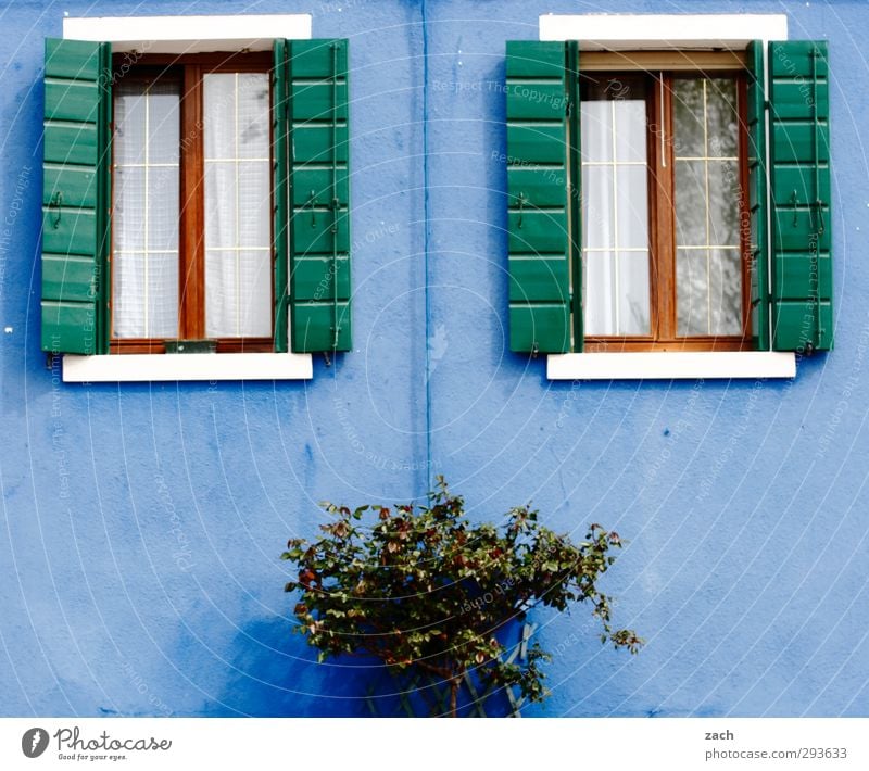 für Jungs Pflanze Sträucher Venedig Burano Italien Dorf Fischerdorf Altstadt Haus Mauer Wand Fassade Fenster Fensterladen Häusliches Leben blau Farbfoto
