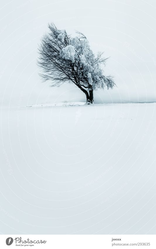Wind Natur Horizont Winter schlechtes Wetter Eis Frost Schnee Baum Windflüchter Berge u. Gebirge Schauinsland alt groß kalt blau schwarz weiß Kraft geduldig
