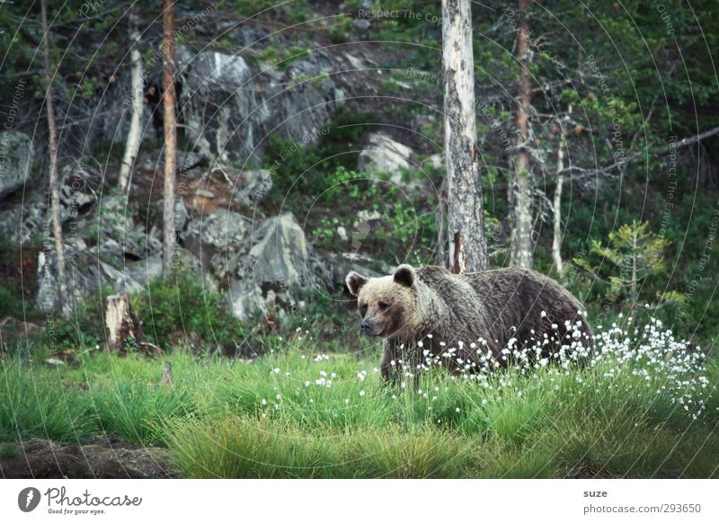 Braunbär im Grünen Jagd Umwelt Natur Landschaft Tier Wiese Wald Felsen Fell Wildtier 1 beobachten bedrohlich Neugier stark wild braun grün Kraft