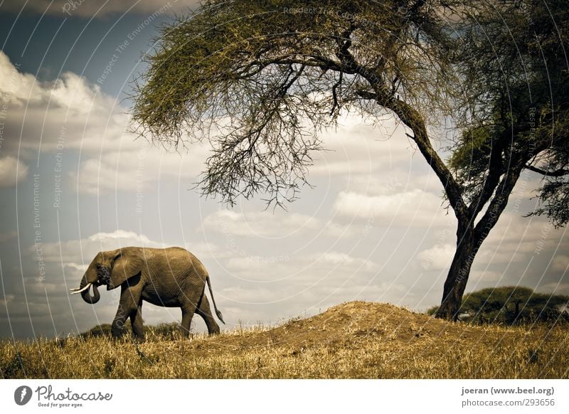Ich geh dann mal... Ferien & Urlaub & Reisen Abenteuer Safari Natur Baum Gras Sträucher Elefant wandern Tarangire Serengeti Ngorongoro-Krater Afrika Tansania