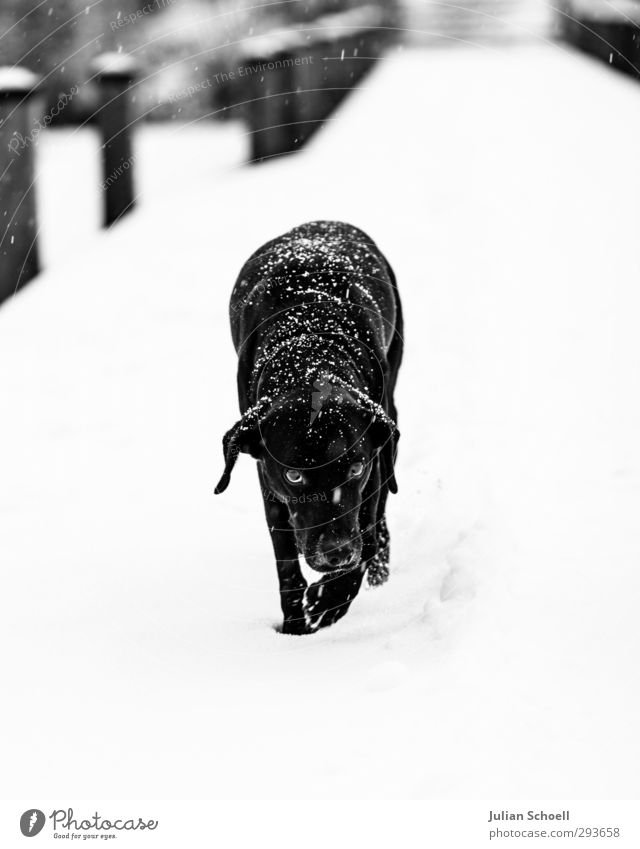 Diogi Winter Wind Eis Frost Schnee Schneefall Tier Haustier Hund 1 gut niedlich Schwarzweißfoto Außenaufnahme Tag Licht Kontrast Sonnenlicht