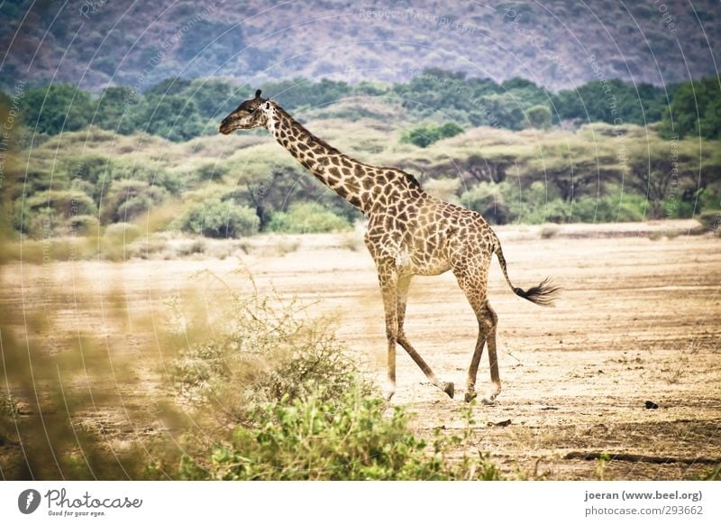 Giraffe in Afrika Ferien & Urlaub & Reisen Safari wandern Ausdauer Tarangire Serengeti Ngorongoro-Krater Tansania gehen Spaziergang Farbfoto Gedeckte Farben