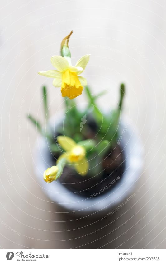 Frühlingsboten Natur Pflanze Blume gelb grün Perspektive Vogelperspektive Blühend Gelbe Narzisse Farbfoto Innenaufnahme Nahaufnahme Detailaufnahme Makroaufnahme