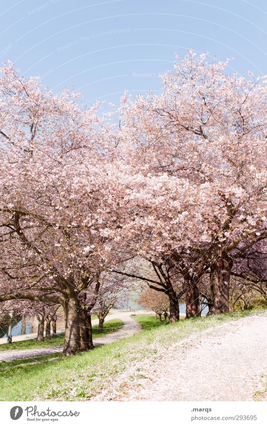 Cherry Natur Landschaft Pflanze Wolkenloser Himmel Frühling Schönes Wetter Gras Kirschbaum Kirschblüten Park Hügel Wege & Pfade frisch hell natürlich schön rosa
