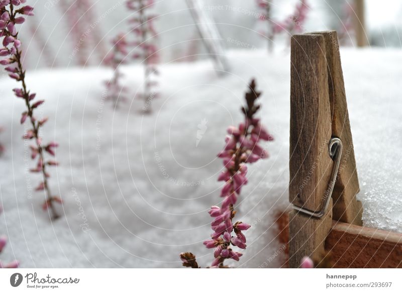 klammerschnee Pflanze Winter Wetter Schnee Schneefall Topfpflanze Balkon Zapfen Holz alt kalt natürlich weiß friedlich Gelassenheit Zeit Wäscheklammern Farbfoto