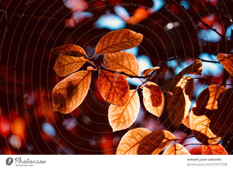 rote Baumblätter im Sommer in der Natur Ast Blatt abstrakt Konsistenz Außenaufnahme Hintergrund neutral Beautyfotografie zerbrechlich frisch Frühling