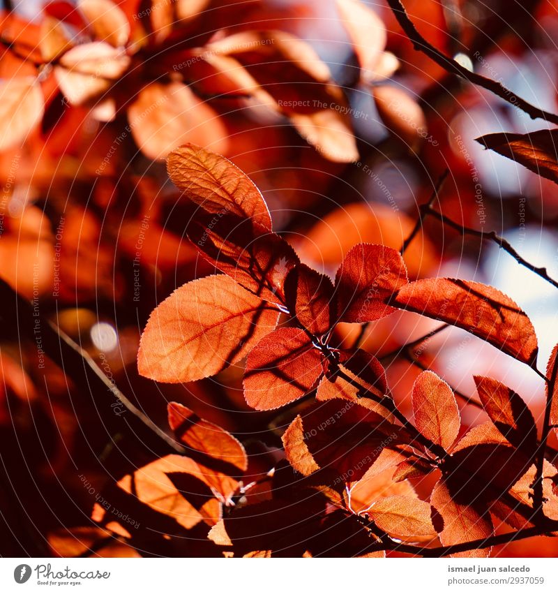rote Baumblätter im Sommer in der Natur Ast Blatt abstrakt Konsistenz Außenaufnahme Hintergrund neutral Beautyfotografie zerbrechlich frisch Frühling