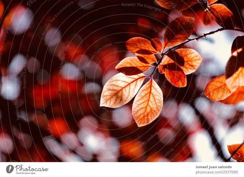 rote Baumblätter in der Natur im Sommer Ast Blatt abstrakt Konsistenz Außenaufnahme Hintergrund neutral Beautyfotografie zerbrechlich frisch Frühling