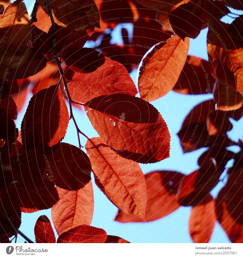 rote Baumblätter in der Natur im Frühjahr strukturiert Ast Blatt abstrakt Konsistenz Außenaufnahme Hintergrund neutral Beautyfotografie zerbrechlich frisch