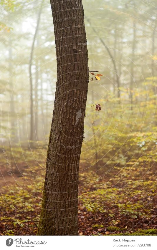Baum im Nebelwald ruhig wandern Yoga Umwelt Natur Pflanze Herbst Sträucher Blatt Wald Hügel Wege & Pfade Fußweg stehen Wachstum braun gelb gold grün Farbfoto