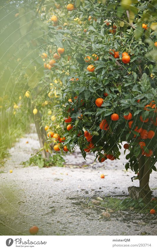 naranja. Kunst ästhetisch Zufriedenheit Orange Orangensaft Orangenbaum Orangenblüte Orangenhain Zitrone Zitronenbaum Zitronenblatt Mallorca Spanien Blühend