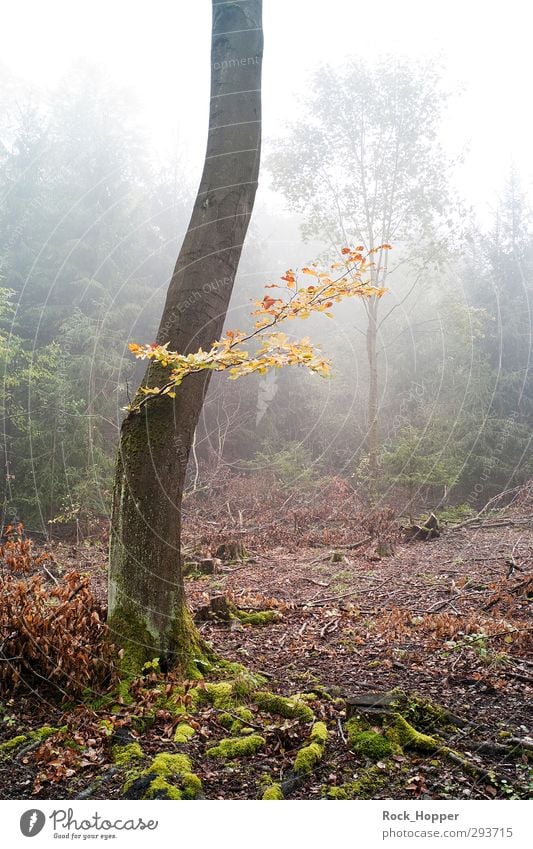 Nebelwald harmonisch Erholung ruhig wandern Umwelt Natur Pflanze Erde Himmel Herbst Baum Sträucher Moos Baumrinde Ast Blatt Wald Hügel Berge u. Gebirge