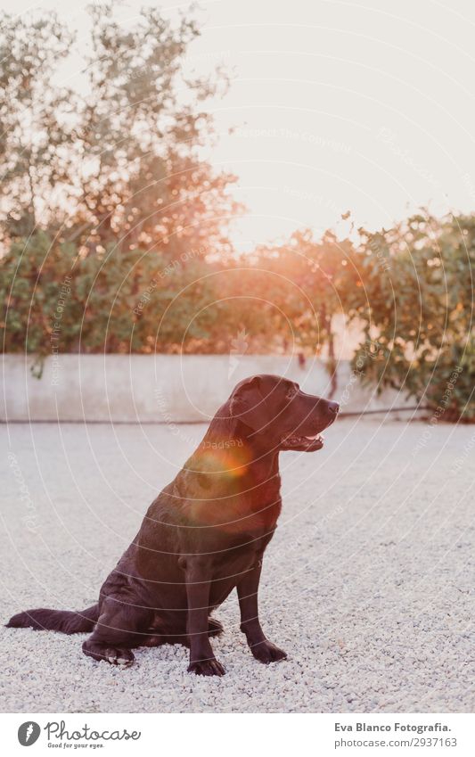 Porträt eines schönen schwarzen Labradors im Freien Freude Sommer Sonne Haus Garten Natur Tier Sonnenaufgang Sonnenuntergang Schönes Wetter Pelzmantel Haustier