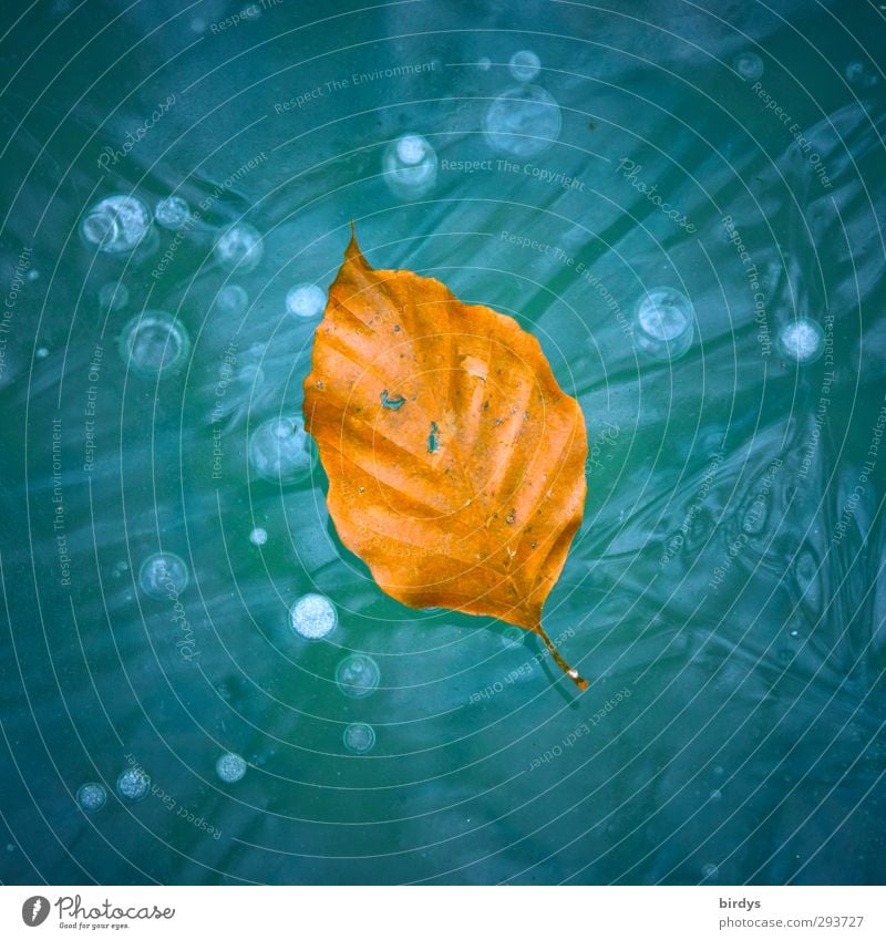 altersbedingt schön Herbst Winter Schönes Wetter Eis Frost Blatt Buchenblatt Herbstlaub Eisfläche liegen Freundlichkeit hell positiv blau orange Senior
