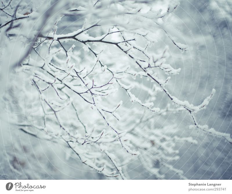 Schnee Landschaft Pflanze Wetter Schönes Wetter Baum Leben Vergänglichkeit Schneefall Zweig Ast Winter Natur weiß Außenaufnahme Menschenleer