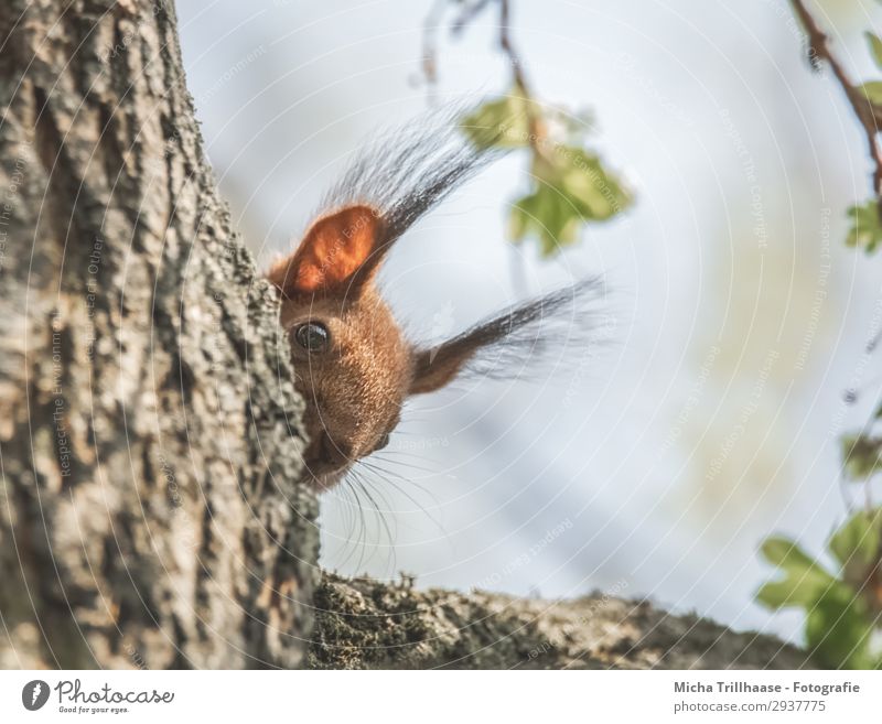 Eichhörnchen schaut neugierig um die Ecke Natur Tier Himmel Sonnenlicht Schönes Wetter Baum Wildtier Tiergesicht Fell Auge Ohr Pinselohren Nase Nagetiere 1