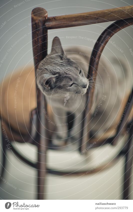 Boni Tier Haustier Katze russisch blau 1 Möbel Stuhl Holz beobachten Denken entdecken Erholung hören Blick sitzen warten elegant Freundlichkeit schön Neugier