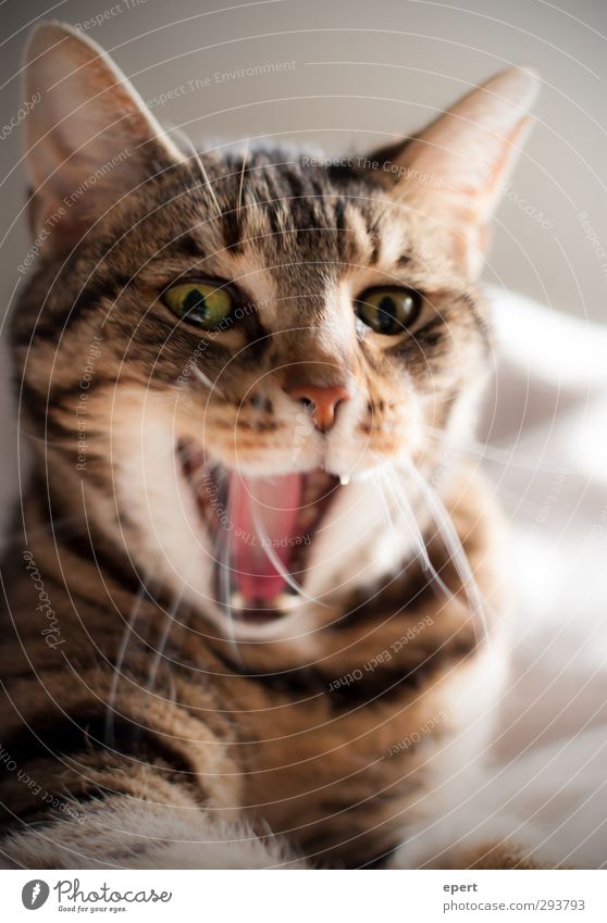 Hey, Mäuschen... Tier Haustier Katze 1 außergewöhnlich Fröhlichkeit lustig positiv verrückt Freude Stimmung Farbfoto Innenaufnahme Sonnenlicht