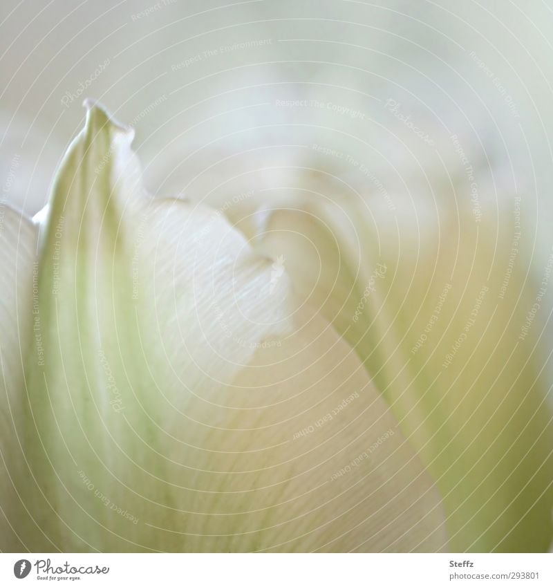 Der Sinn einer Blume Tulpe Tulpenblüte blühende Tulpe blühende Blume malerisch idyllisch Frühlingsblume Blühend blühende Frühlingsblume Pastellfarben frisch