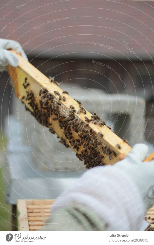 Bienen Bienenrahmen Imker bauen beobachten Blick Wachstum außergewöhnlich Klima Bienenstock Imkerei Bienenwachs Bienenwaben Farbfoto Außenaufnahme Tag