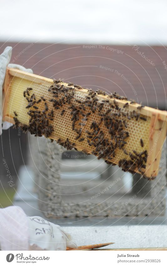 Bienen Rähmchen Wachs Waben Freizeit & Hobby Imkern Arbeit & Erwerbstätigkeit beobachten krabbeln klein gelb gold Natur Honigbiene Bienenwachs Handschuhe