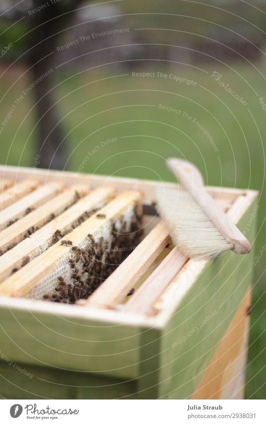 Bienenkasten Rähmchen Bienen Wachs Natur bauen Honigbiene Bienenwaben Imkern Farbfoto Außenaufnahme Tag Zentralperspektive
