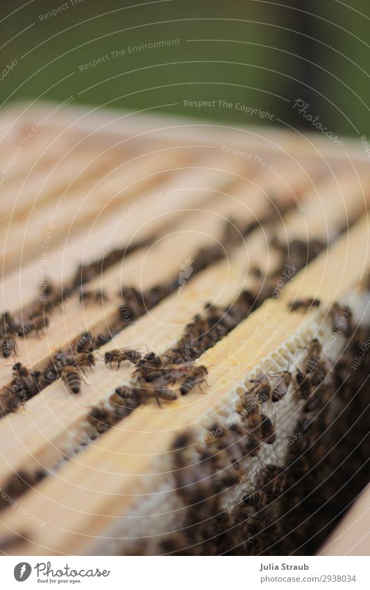 Bienenkasten Waben Wachs bauen Bewegung füttern krabbeln entdecken Klima Bienenstock Bienenwachs Bienenwaben Holz Natur Farbfoto Außenaufnahme Tag