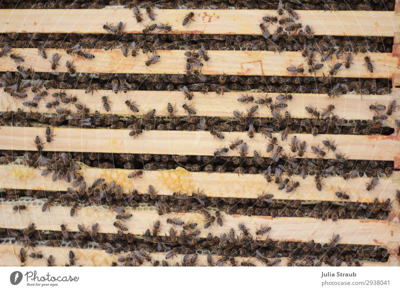 Bienen Rähmchen Wachs Schwarm bauen krabbeln Gesundheit braun Kontrolle Team Teamwork Bienenstock Bienenwachs Farbfoto Außenaufnahme Tag Vogelperspektive